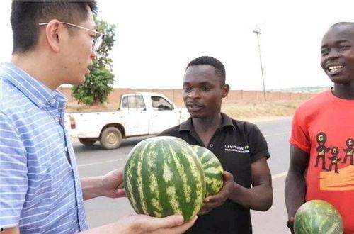 黑料正能量 体育圈的瓜是什么意思 吃瓜视频网站,一场关于真相与舆论的较量