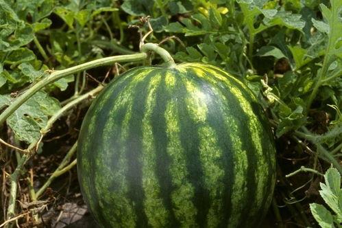 热门大瓜每日大赛 今日吃瓜每日更新,热门事件实时追踪，今日吃瓜指南